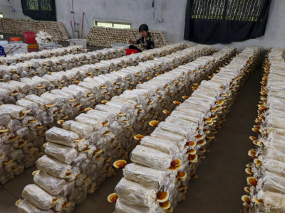 芝香漫客都 产业启新程！市农林科学院微生物研究所科技赋能梅州灵芝产业再上新台阶