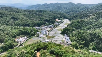 林下种出绿色经济！平远上举仿野生灵芝种植规模已达7500余亩