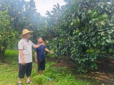 扎根基层担使命  深耕柚乡践初心——记广东省优秀共产党员、梅县区雁洋镇南福村党总支书记黄开志