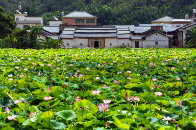 寿乡蕉岭·桂花