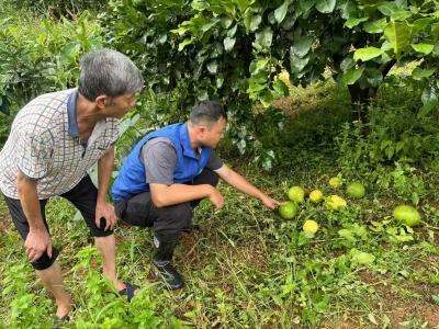 闻“风”而动 筑牢农业安全堤！中国太保产险梅州中支多措并举助力抗灾