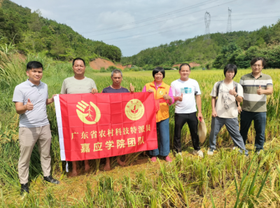 节水抗旱稻山区亩产破571公斤！嘉应学院“双百”助力粤东粮仓