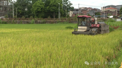 平远县早稻开镰收割 机械化助力丰产丰收