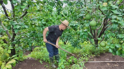 梅县区：精管膨果关键期 严管源头保柚质