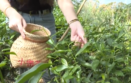 体验采茶制茶 传承客家茶文化！梅江区茶叶加工技能培训班开进长沙镇小密村