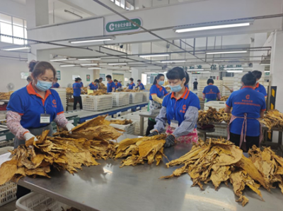 立秋收官！梅州2026年度烟叶收购工作圆满结束