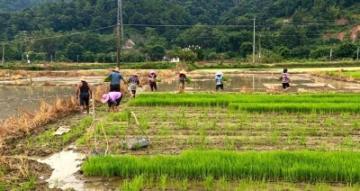 汤西镇南礤村：鹭伴农耕绘美景 田间生态入画来