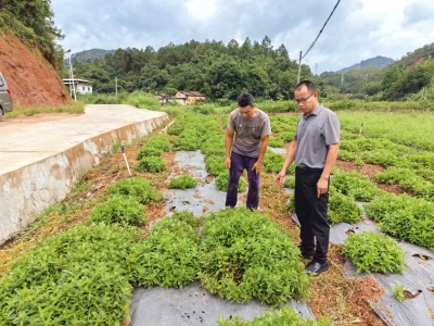 科技赋能种藿香！荔湾区驻梅县区白渡镇帮镇扶村工作队开展广藿香高质高效栽培技术推广培训