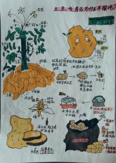 梅江区元城小学黄梓豪丨手抄报