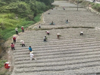 五华长布镇：深化结对帮扶赋能特色产业 小红薯撑起乡村共富大产业