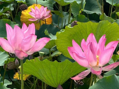 笔尖上的夏日回响 