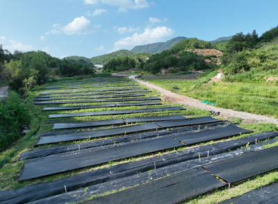 广州市荔湾区驻梅县区白渡镇帮镇扶村工作队：深耕产业沃土 厚植民生温度