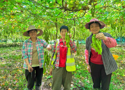 颗颗饱满，系靓哦！梅江区金丰村狗爪豆喜获丰收