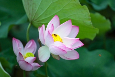 曾志嫦 | 食禄桌