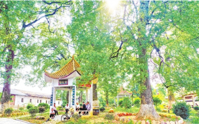 寿乡蕉岭·桂花