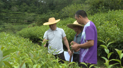 万亩茶园有了专属“茶保姆”！兴宁市径南镇“周二上门去”贴心服务赋能产业升级