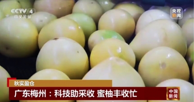 “柚”出圈啦！梅州蜜柚丰收上央视，科技助力柚农增收