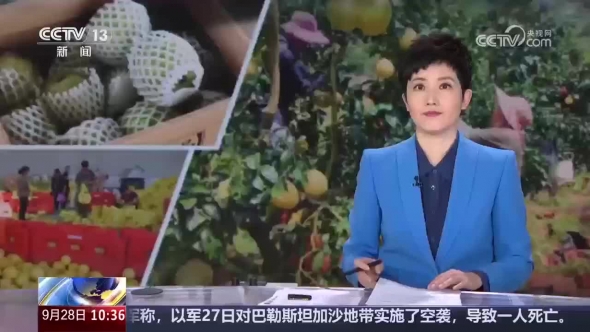 央视关注！梅州蜜柚开摘销路畅 科技赋能助增收