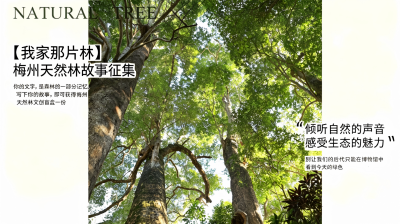【我家那片林】树林的记忆