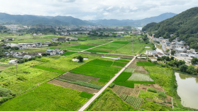 稻菜轮作 一地双收！蕉岭县新铺镇同福村探索生态种植赋能乡村振兴