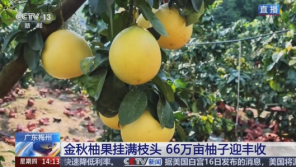 广东梅州金秋柚果挂满枝头，66万亩柚子迎丰收~