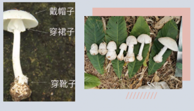 听医生一句劝，野生蘑菇这水太深，你把握不住…