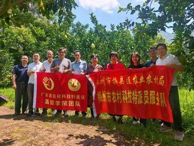 专家下乡鉴成效 柚园复绿焕新生