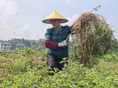 秋风拂田垄 仙草迎丰收~