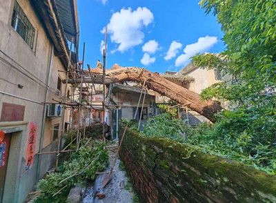 快速处置高危危树隐患！梅江区金山街道东街村扎实办好民生安全实事