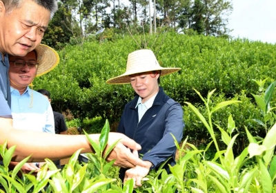 钟秀堂调研茶产业高质量发展工作 聚焦提质培优 推动茶产业高质量发展