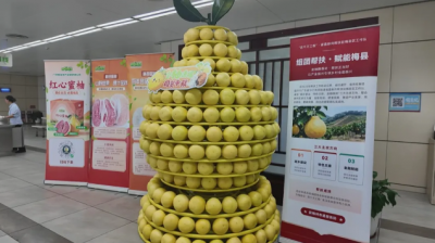 一颗金柚连产销！梅县金柚专场推介活动走进省直机关
