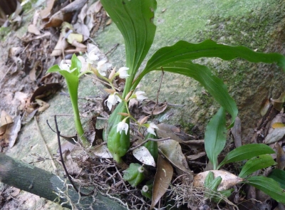 石上结“青榄” 清润养肺阴 ——走近岭南山野良药“石橄榄”