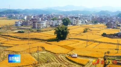五华：一粒菩米传千年 匠心风物焕新彩