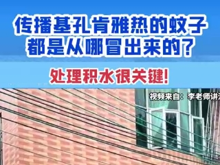 V视丨传播基孔肯雅热的蚊子都是从哪冒出来的？