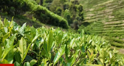 梅县区梅南镇：一片茶叶变“金叶” 茶香铺就富民路