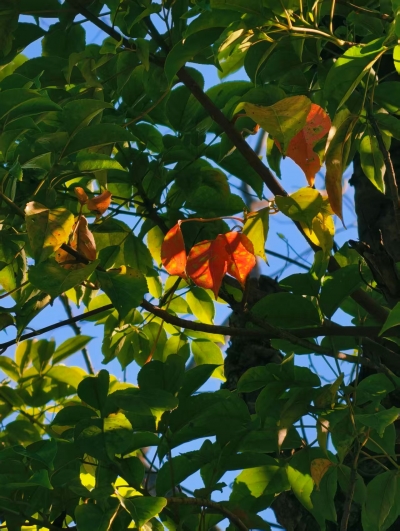 诗歌 | 三友和韵：白露枫丹点染秋