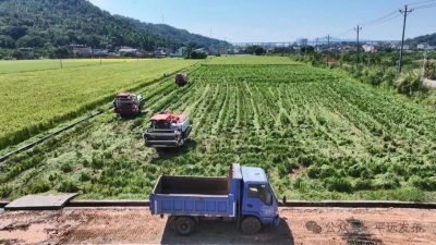 金秋开镰！平远县1.56万亩制（繁）种水稻抢晴归仓