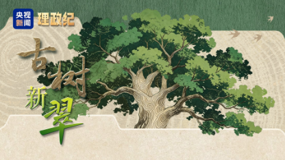 理政纪丨古树新翠