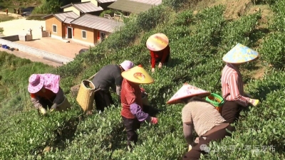 秋茶飘香！平远县仁居镇木溪村高山茶园迎来采摘季